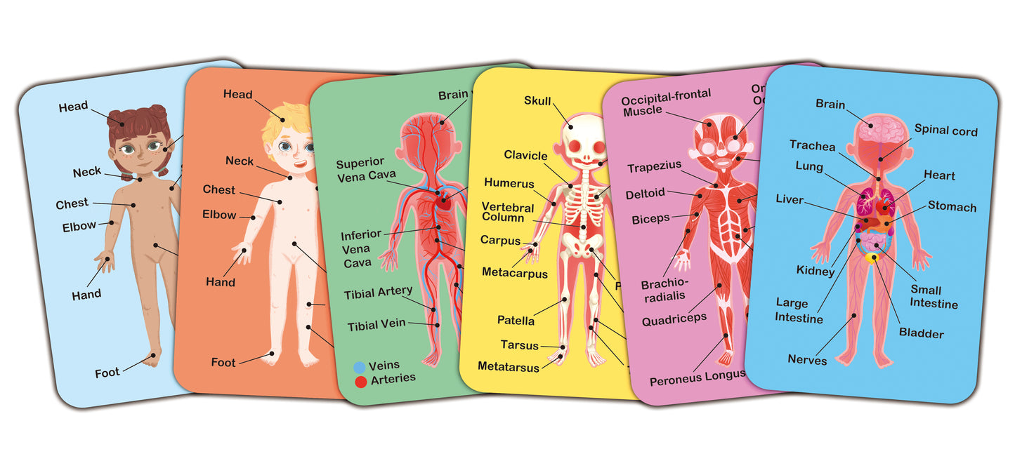 Hape | Human Body Magnetic Puzzle