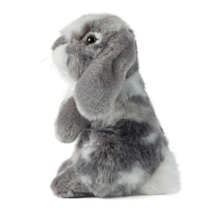 Living Nature | Grey Sitting Lop Eared Rabbit