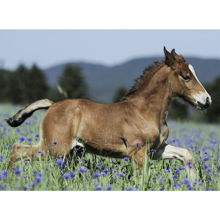 Ravensburger Puzzle | 150pc | Foal in the Meadow